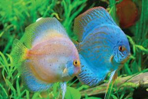 Bệnh Do Ký Sinh Trùng Ở Cá Dĩa: Nguyên Nhân Và Cách Điều Trị