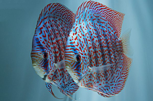 Lai tạo gen cá dĩa