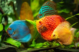 Bệnh Đường Ruột Ở Cá Dĩa: Nguyên Nhân Và Cách Điều Trị