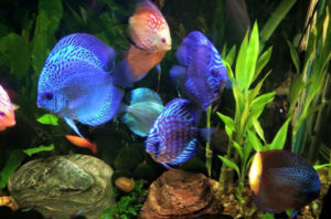 Bệnh Nấm Trắng Ở Cá Đĩa: Nguyên Nhân Và Cách Điều Trị