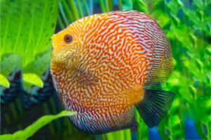 Bí Quyết Chọn Cá Dĩa Theo Phong Thủy: Hòa Quyện Với Thiên Nhiên