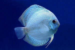 Bí Quyết Nuôi Cá Dĩa Lên Màu Đẹp, Sống Khỏe: Từ Chăm Sóc Đến Phát Triển