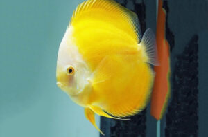 Bí Quyết Nuôi Cá Dĩa Lớn Nhanh: Tăng Trưởng Nhanh Chóng Và Khỏe Đẹp