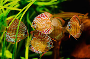 Cá Dĩa Bị Nấm Ăn Vây: Nguyên Nhân Và Cách Điều Trị