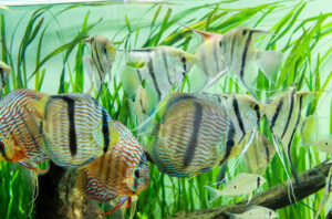 Cá Dĩa Bị Sình Bụng: Nguyên Nhân Và Cách Điều Trị