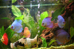 Cá Dĩa Bị Sốc Nước: Nguyên Nhân Và Cách Xử Lý