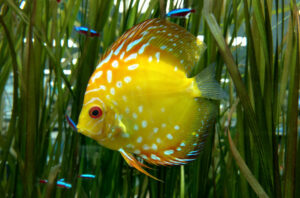 Cá Dĩa Bị Stress: Nguyên Nhân Và Cách Xử Lý