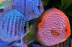 Cá Dĩa Bỏ Ăn: Nguyên Nhân và Cách Điều Trị