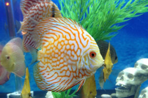 Cá Dĩa Đẹp: Lựa Chọn Số 1 Trong Lòng Người Chơi Cá Cảnh