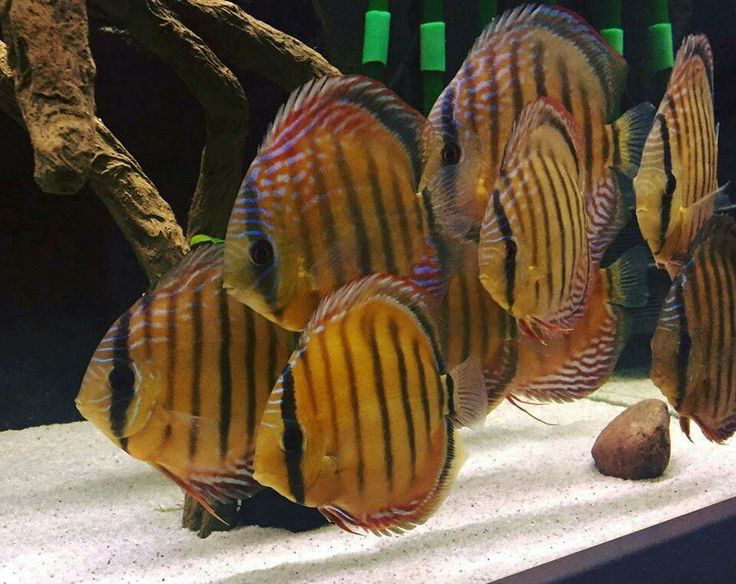 Cá Dĩa Hoang Dã Nhập Khẩu