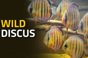 Cá Dĩa Hoang Dã: Vẻ Đẹp Bí Ẩn Từ Lòng Sông Amazon