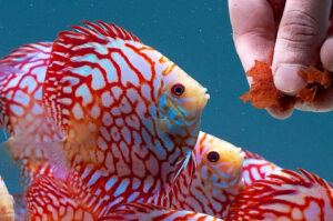 Cá dĩa không chịu ăn - Nguyên nhân và cách khắc phục