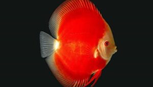 Cá Dĩa Mắt Đỏ Cao Cấp