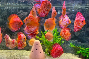 Cá Dĩa: Nguồn Gốc Và Lý Do Được Mệnh Danh Là "Đệ Nhất Mỹ Ngư"