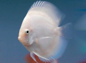 Cá dĩa trắng