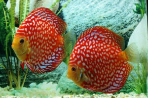 Cá Dĩa: Vẻ Đẹp Tinh Tế Đến Từ Đại Dương