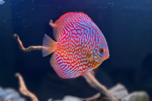 Cá Dĩa: Viên Ngọc Sáng Giá Trong Thế Giới Dưới Nước