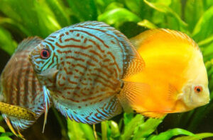 Các Loại Bệnh Thường Gặp Ở Cá Dĩa: Nguyên Nhân Và Cách Điều Trị