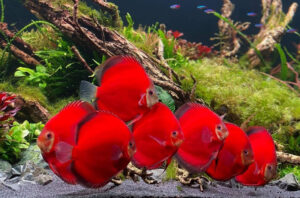 Cách chăm sóc cá dĩa khi đi vắng