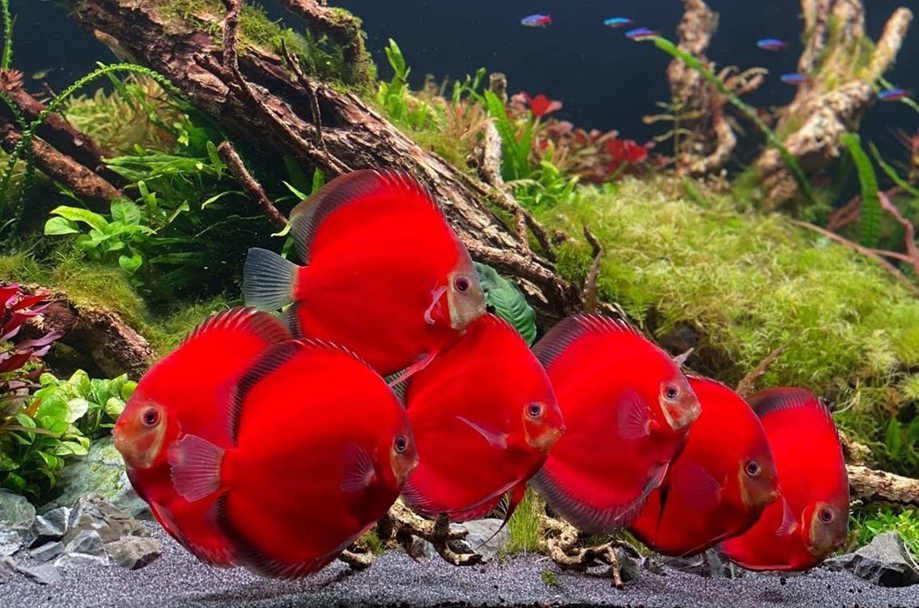 Chọn Cá Dĩa Theo Mệnh