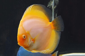 cach-nuoi-ca-dia-sinh-san-dung-ky-thuat