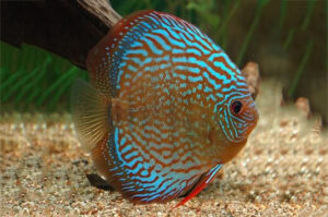 Tìm Hiểu Về Cách Xử Lý Các Triệu Chứng Bất Thường Ở Cá Dĩa