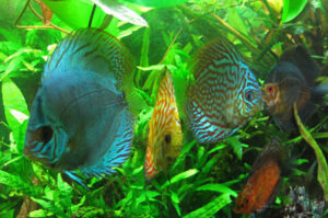 Hành Vi Cá Dĩa Núp Góc: Nguyên Nhân Và Giải Pháp Hiệu Quả