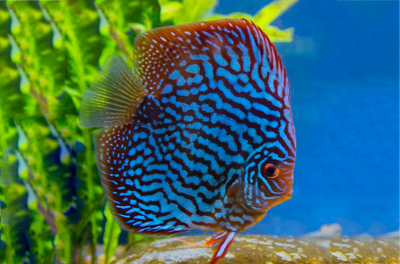 Hướng Dẫn Chi Tiết Khi Phát Hiện Và Điều Trị Bệnh Cho Cá Dĩa