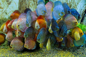 Hướng Dẫn Xây Dựng Trại Cá Dĩa Từ Con Số Không