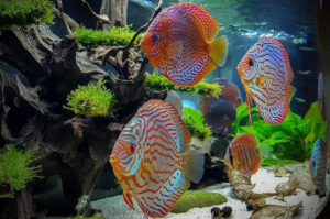 Loại Cá Nuôi Chung Với Cá Dĩa Tốt Nhất