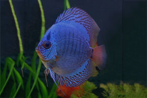 Mua Cá Dĩa Giá Rẻ Ở Đâu? Trại Cá Dĩa Đại Phát - Địa Chỉ Đáng Tin Cậy