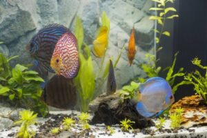 Nuôi Cá Dĩa Có Khó Không? Những Lưu Ý Khi Nuôi Cá Dĩa