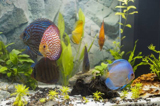 Nuôi Cá Dĩa Có Khó Không? Những Lưu Ý Khi Nuôi Cá Dĩa