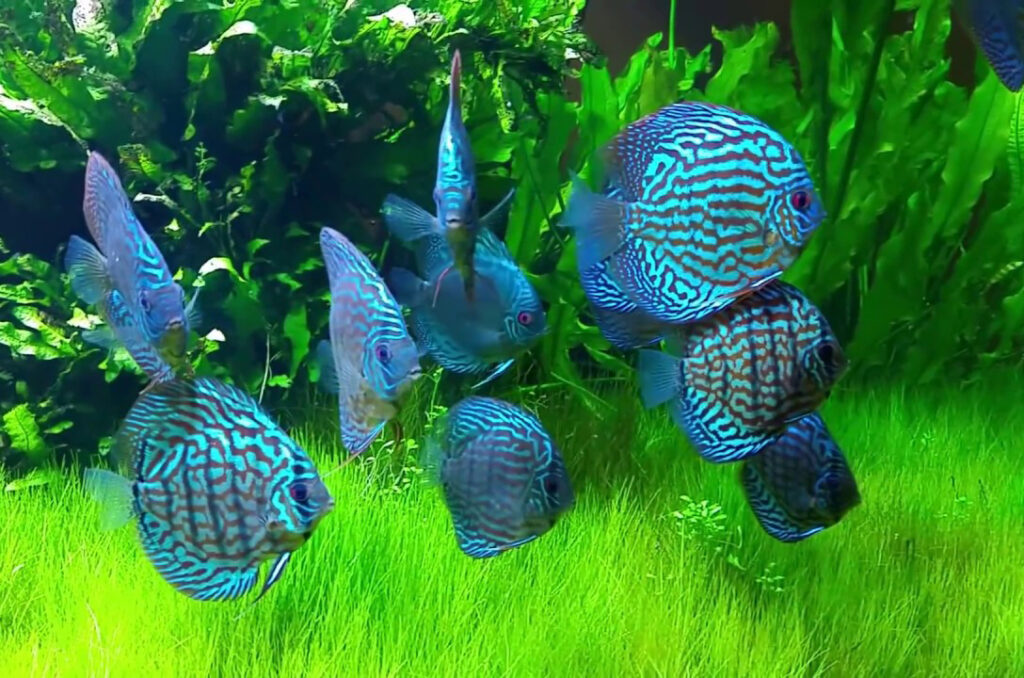 Tại sao cá dĩa ăn trứng khi sinh sản, nguyên nhân và cách khắc phục