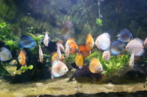 Tại sao cá dĩa bị bệnh báng, nguyên nhân và cách điều trị