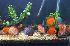 Tại sao cá dĩa bị bệnh đốm đỏ, nguyên nhân và cách điều trị