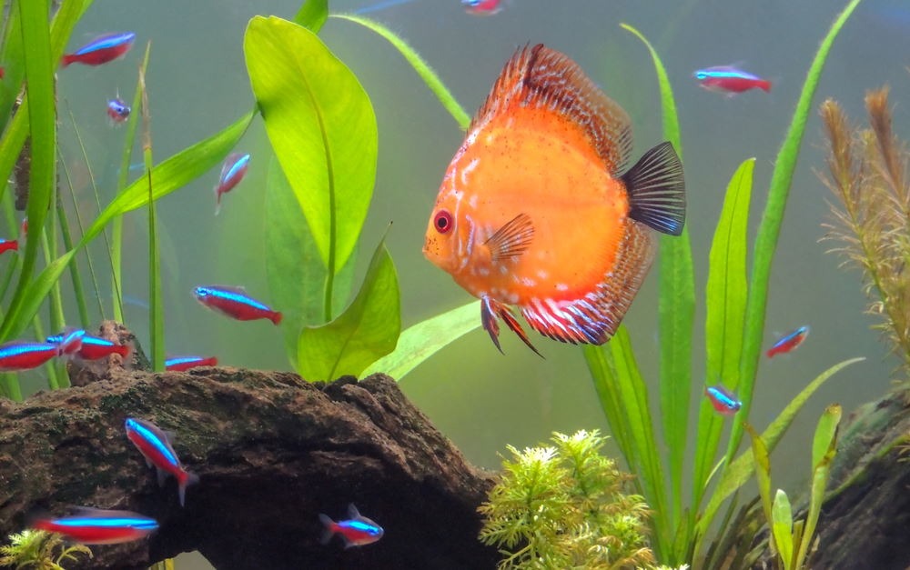 Tại sao cá dĩa bị bệnh đóng nấp mang, nguyên nhân và cách điều trị