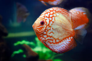 Tại sao cá dĩa bị bệnh nấm trắng, nguyên nhân và cách điều trị