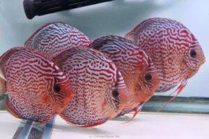 Tại sao cá dĩa bị bệnh trắng đuôi, nguyên nhân và cách điều trị