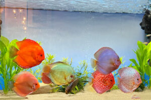 Tại sao cá dĩa bị mất nhớt, nguyên nhân và cách điều trị