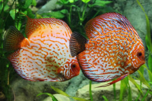 Tại sao cá dĩa bị muối tiêu, nguyên nhân và cách xử lý