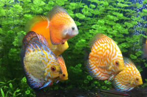 Tại sao cá dĩa bị nổi mụn, nguyên nhân và cách điều trị