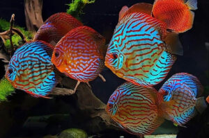 Tại sao cá dĩa mắc bệnh Shimmy, nguyên nhân và cách điều trị