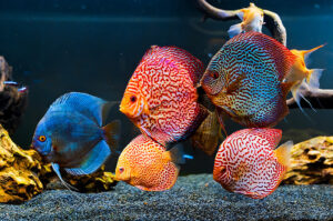 Thú Chơi Cá Dĩa: Nghệ Thuật Sống Động Trong Lòng Bàn Ta