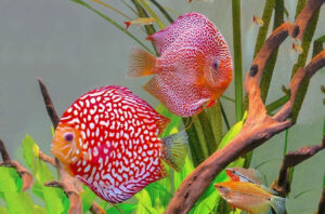 Nuôi ấu trùng ruồi giấm làm thức ăn cho cá dĩa