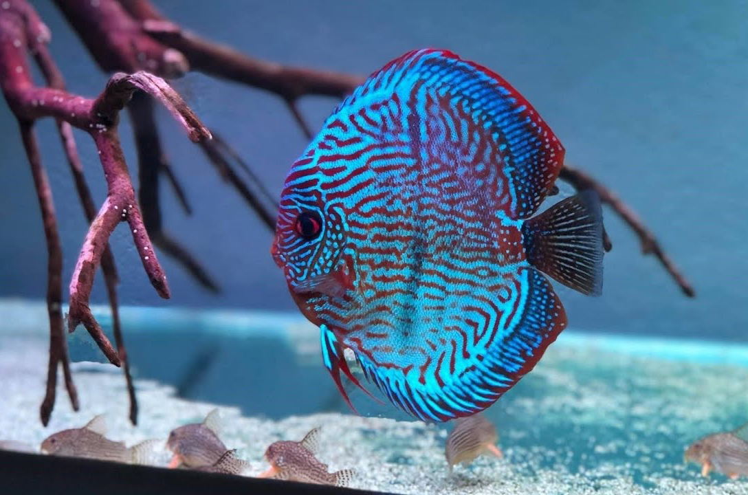 CÁ DĨA XANH CHỈ ĐỎ - Red Turquois discus