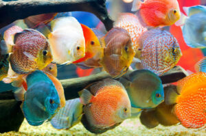 Vẻ Đẹp Huyền Bí Từ Sông Amazon Và Bí Quyết Chăm Sóc Cá Dĩa