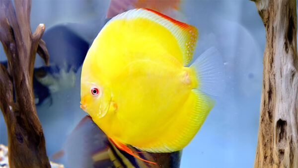 yellow albino cove discus