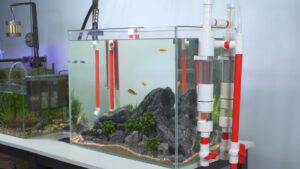 Các loại dụng cụ vệ sinh bể cá dĩa hiệu quả