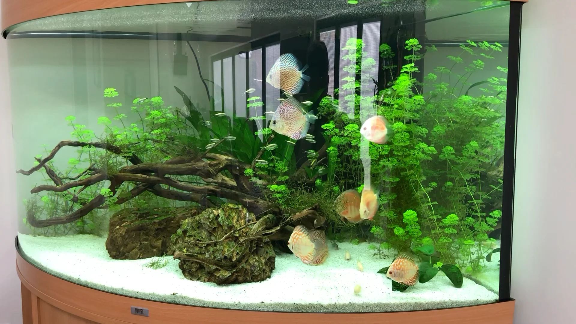 Chọn kính cho bể cá dĩa